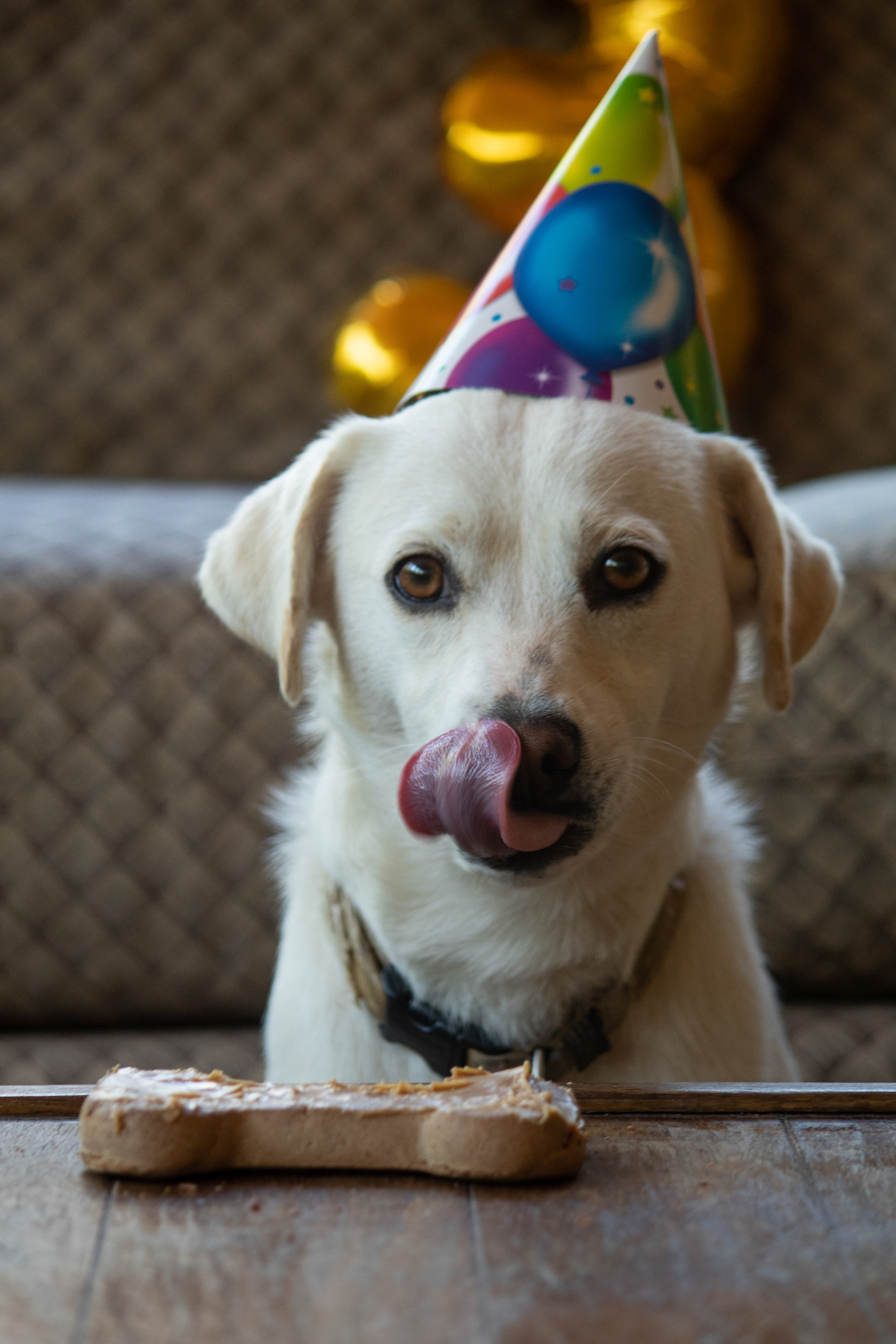 Koda was born on April 18th 2017