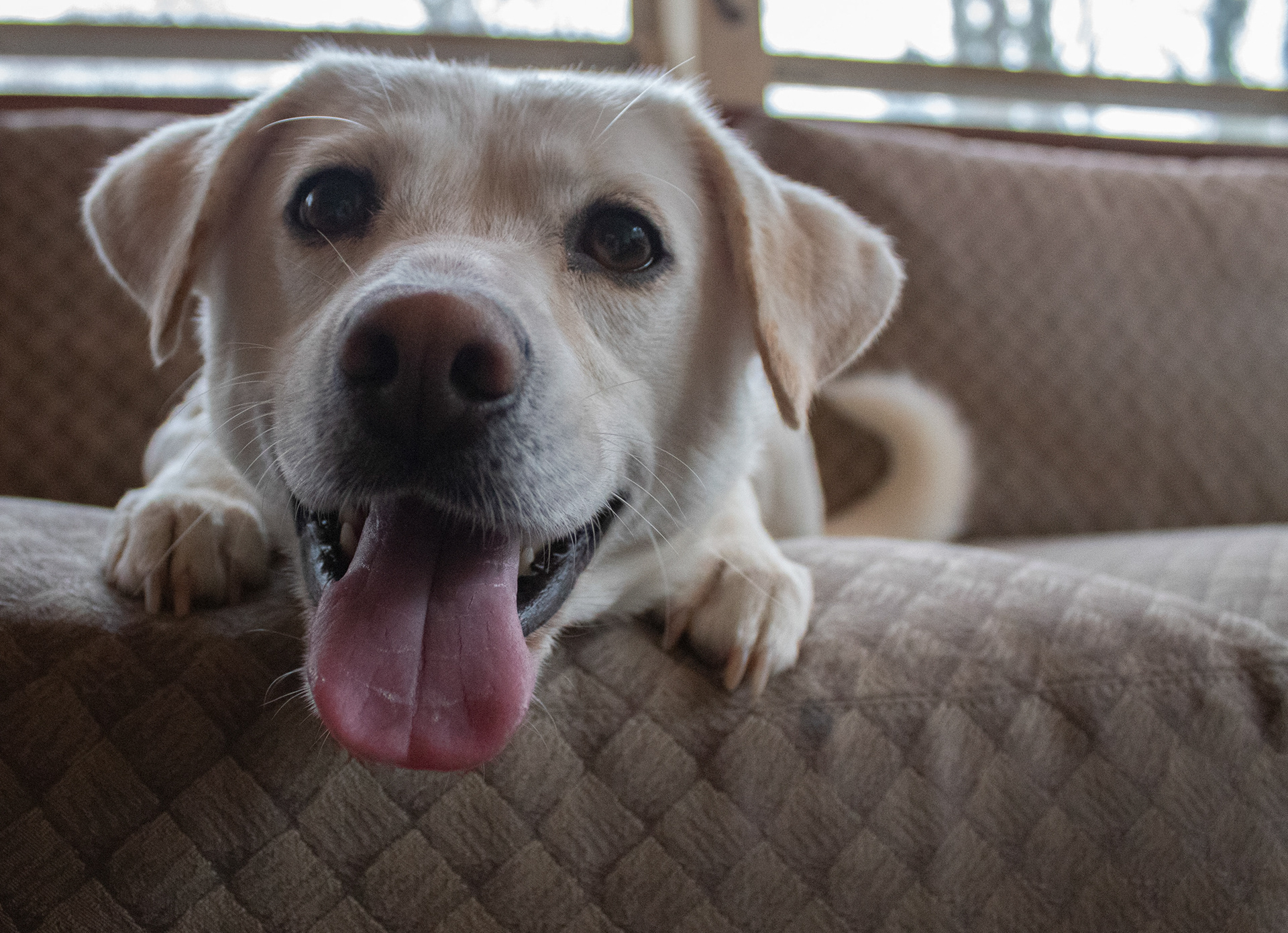 Koda is a people person, she will cuddle and love anyone she meets. 