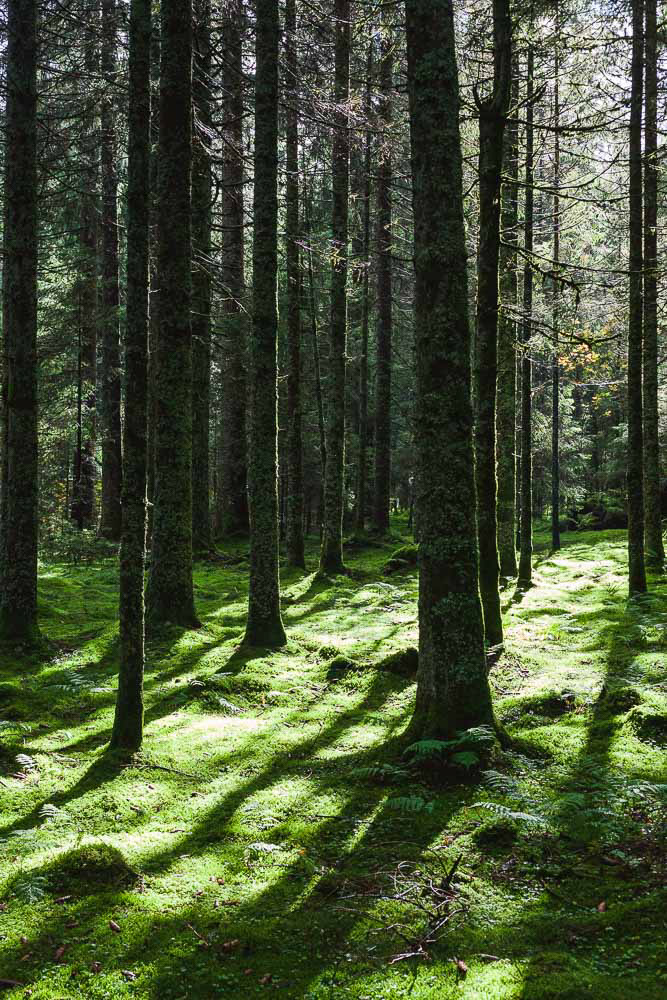 Wandelen in het Zwarte Woud