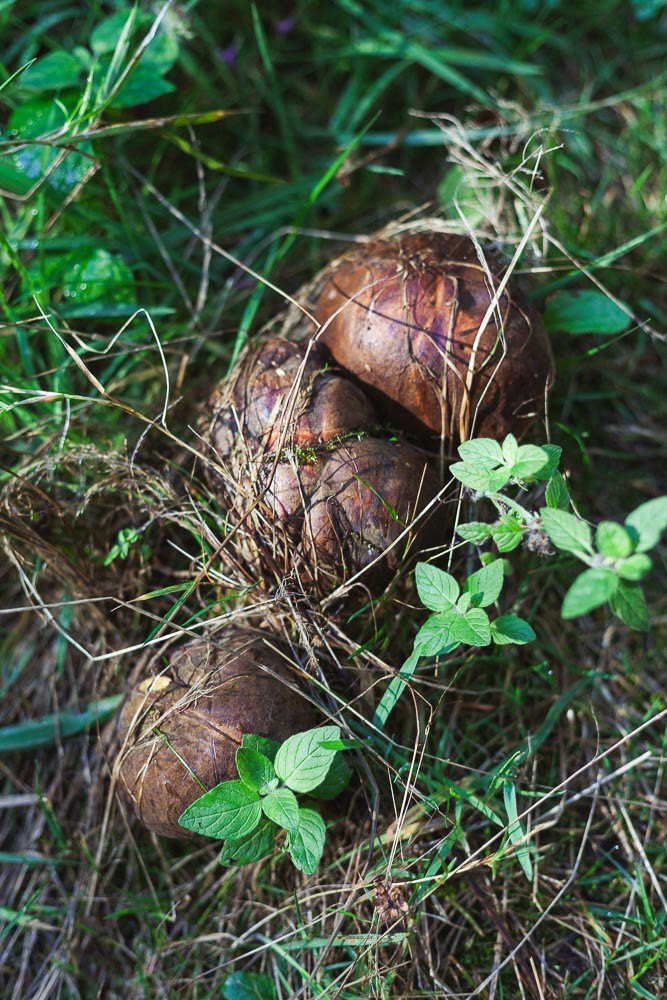 Paddestoelen en oregano