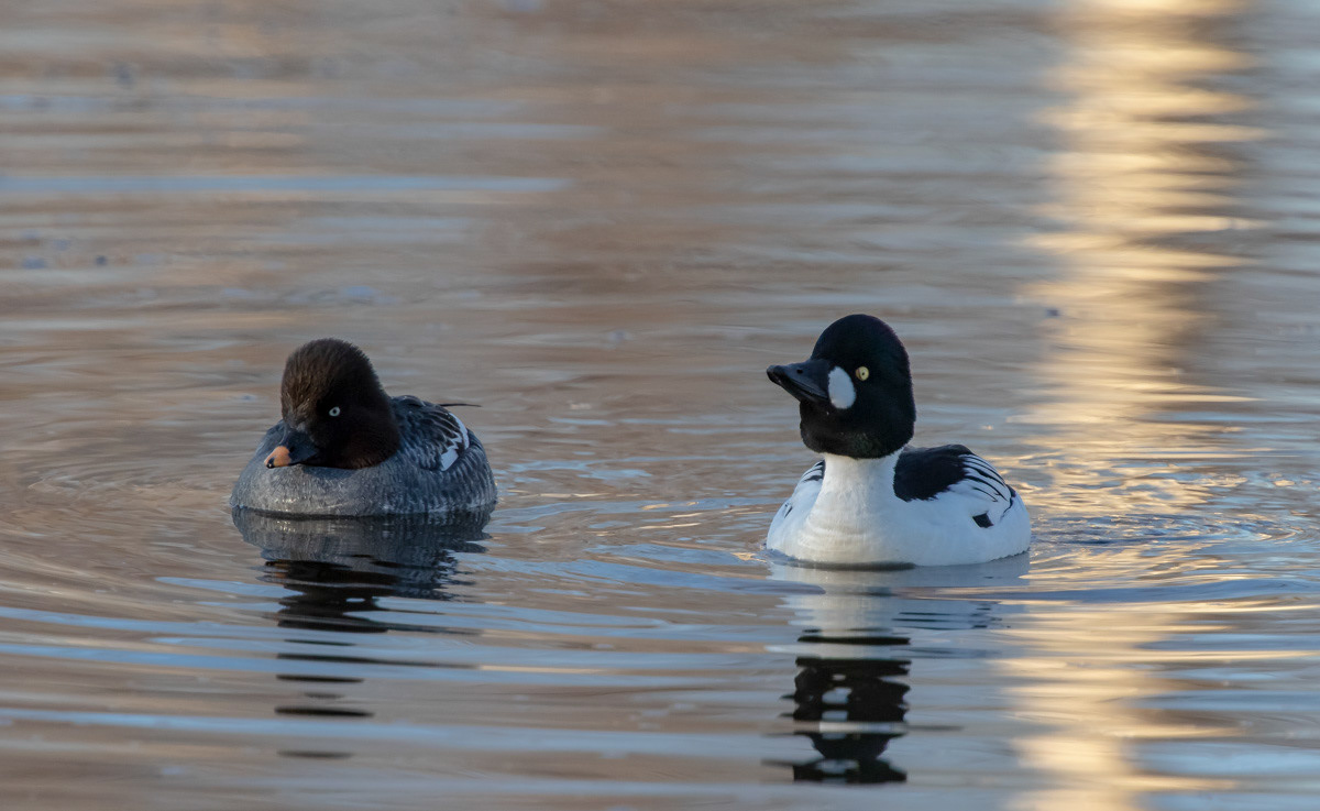 Telkkä 15.4.2019