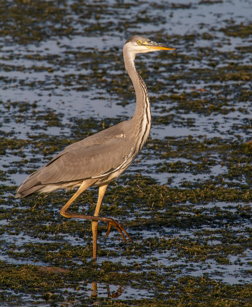 Harmaahaikara (Ardea cinerea) 24.7.2018 Pori, Finland