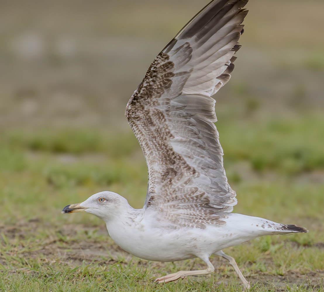 Etelänharmaalokki L. michaellis 060325