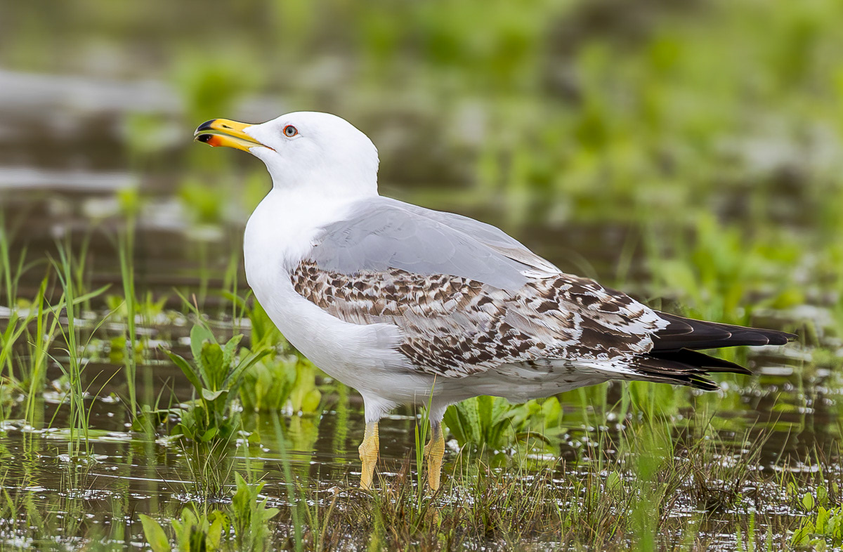 Etelänharmaalokki L. michaellis 060325