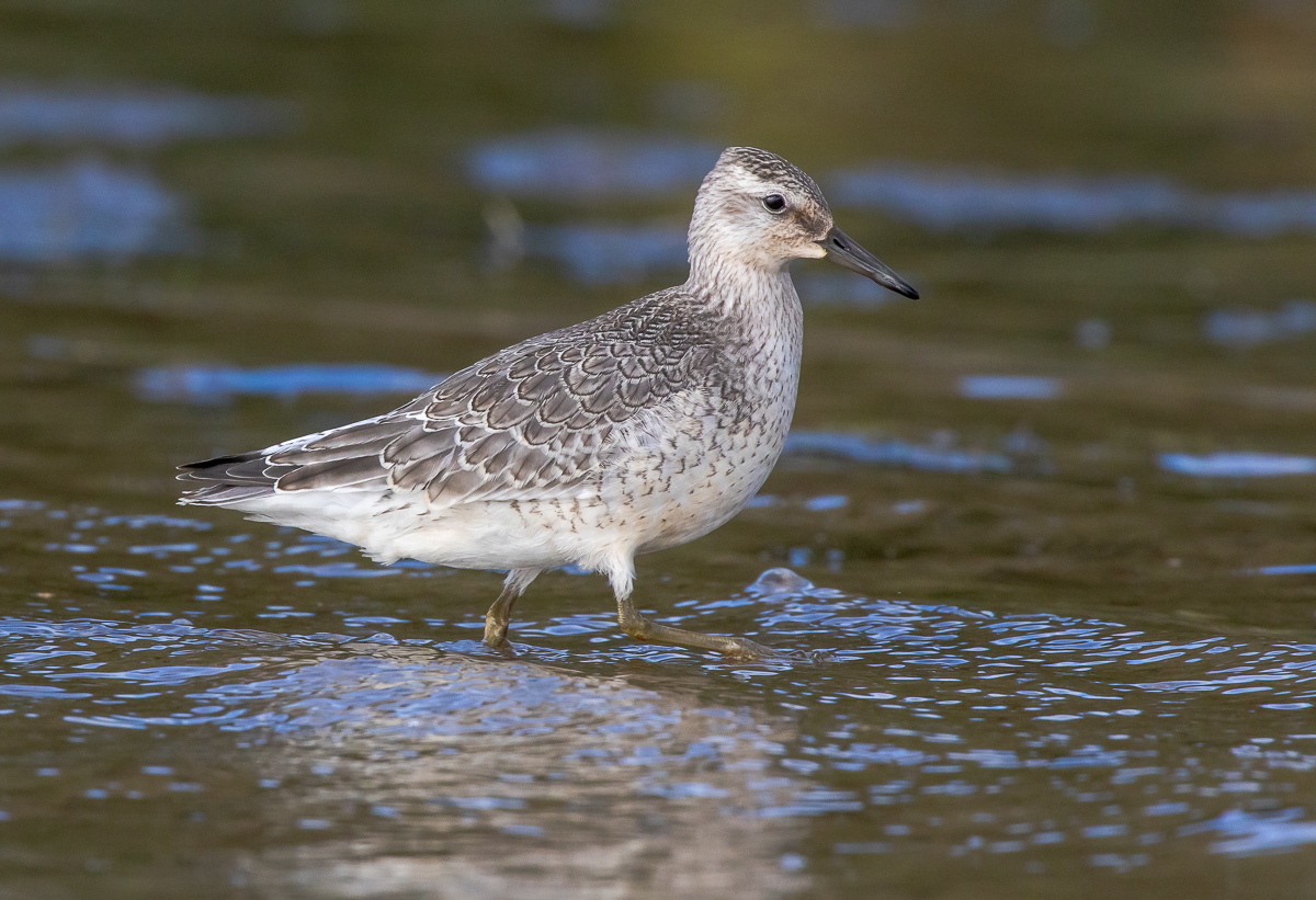 Isosirri (Calidris canutus) juv Pori, Finland 24.9.2018