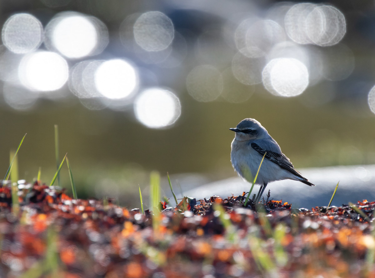 Kivitasku 13.5.2019