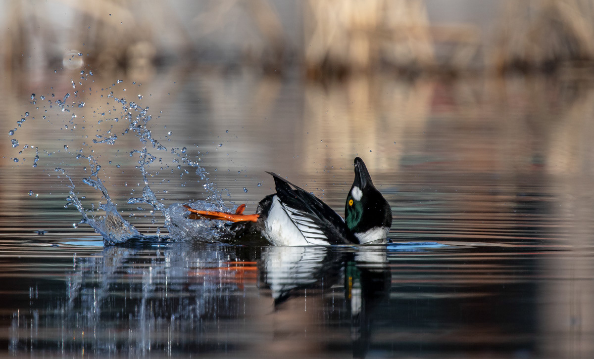 Telkkä 17.4.2019