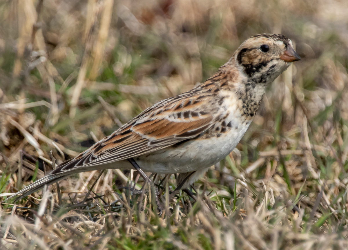 Lapinsirkku 25.4.2019