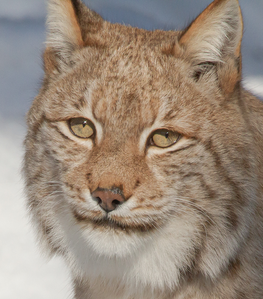 Ilves