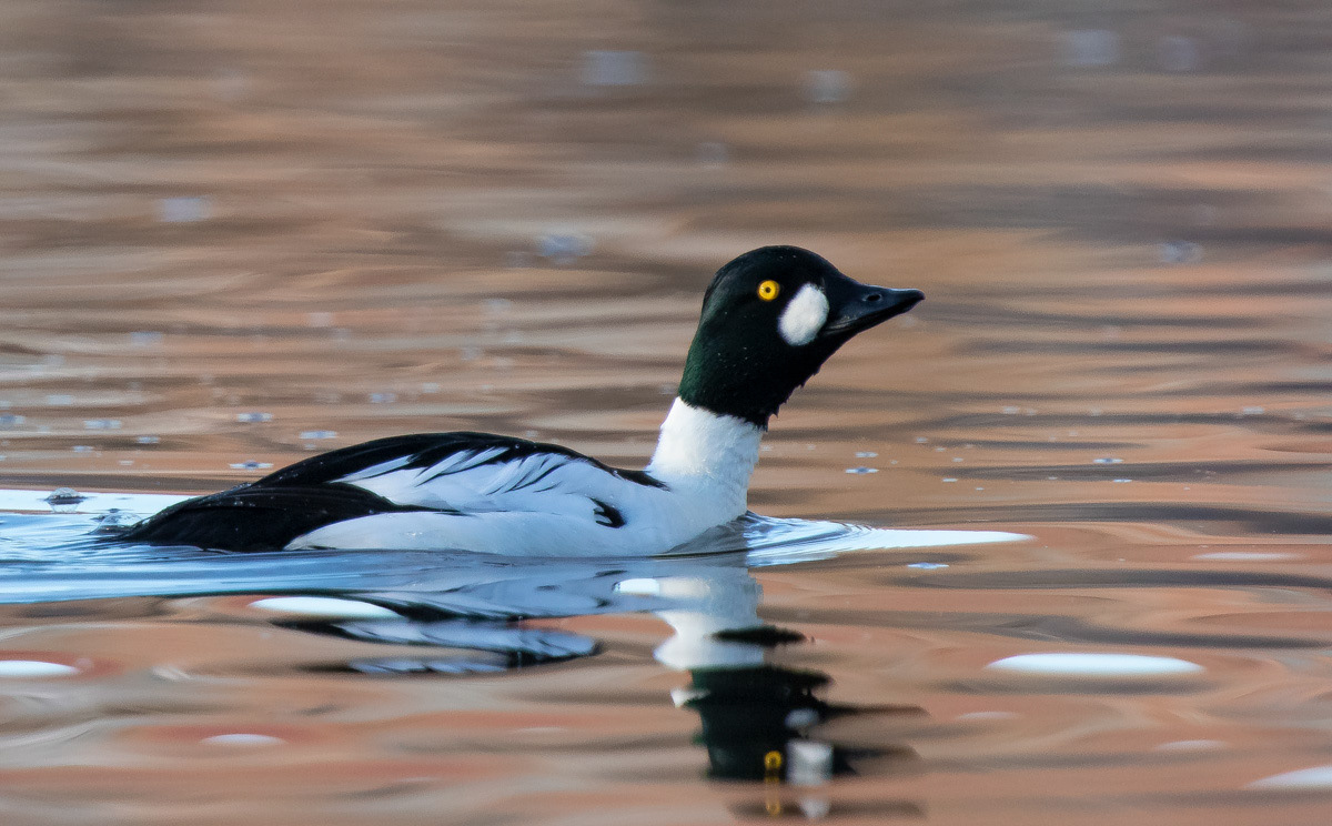 Telkkä 15.4.2019