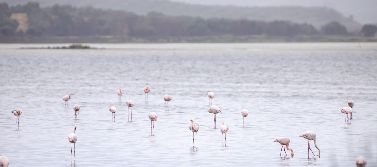 Flamingot