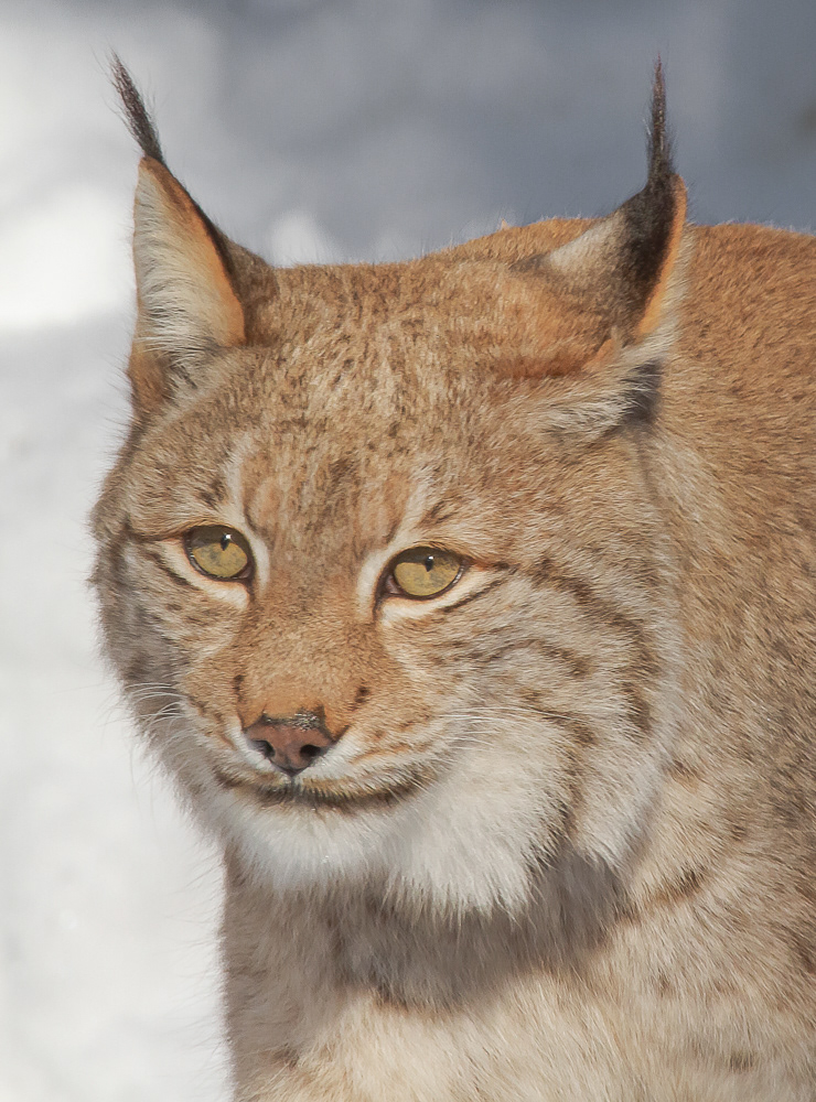 Ilves