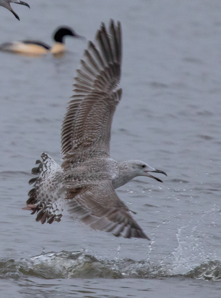 Larus sp 27.12.2018