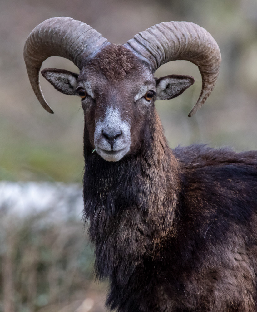 Mufloni 11.5.2019