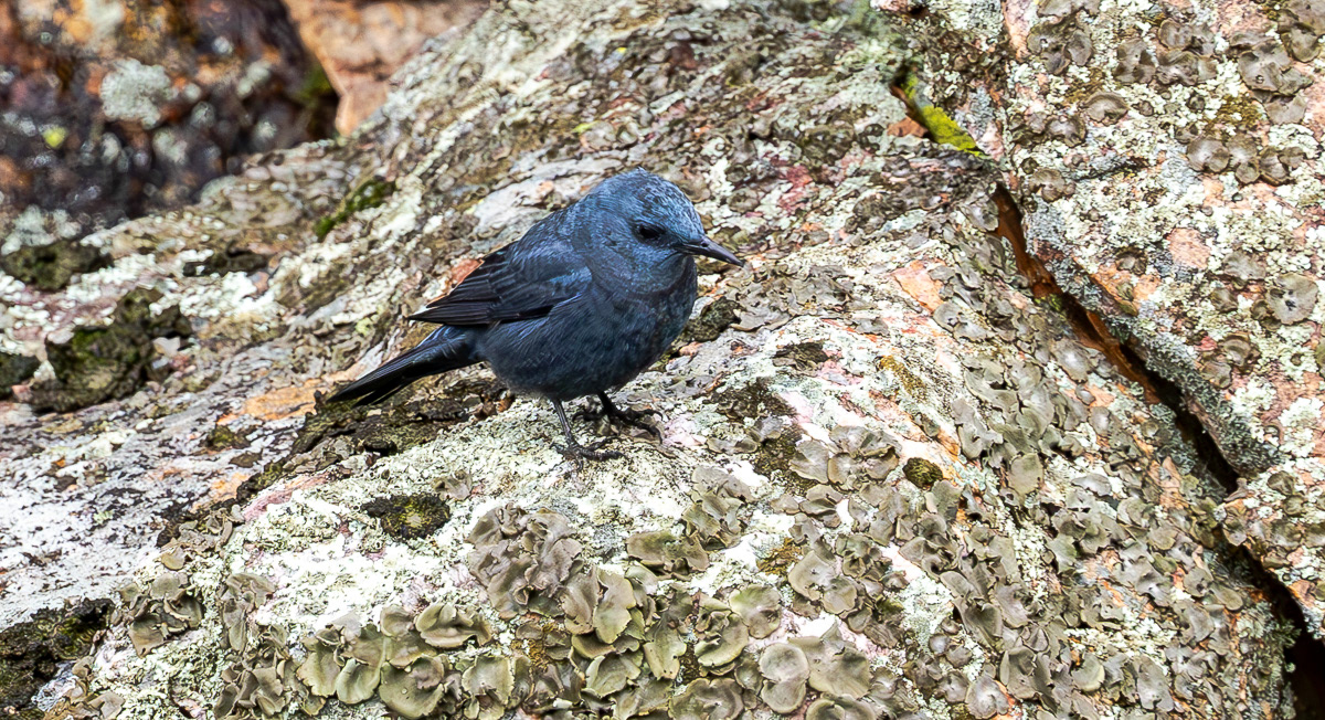 Sinirastas