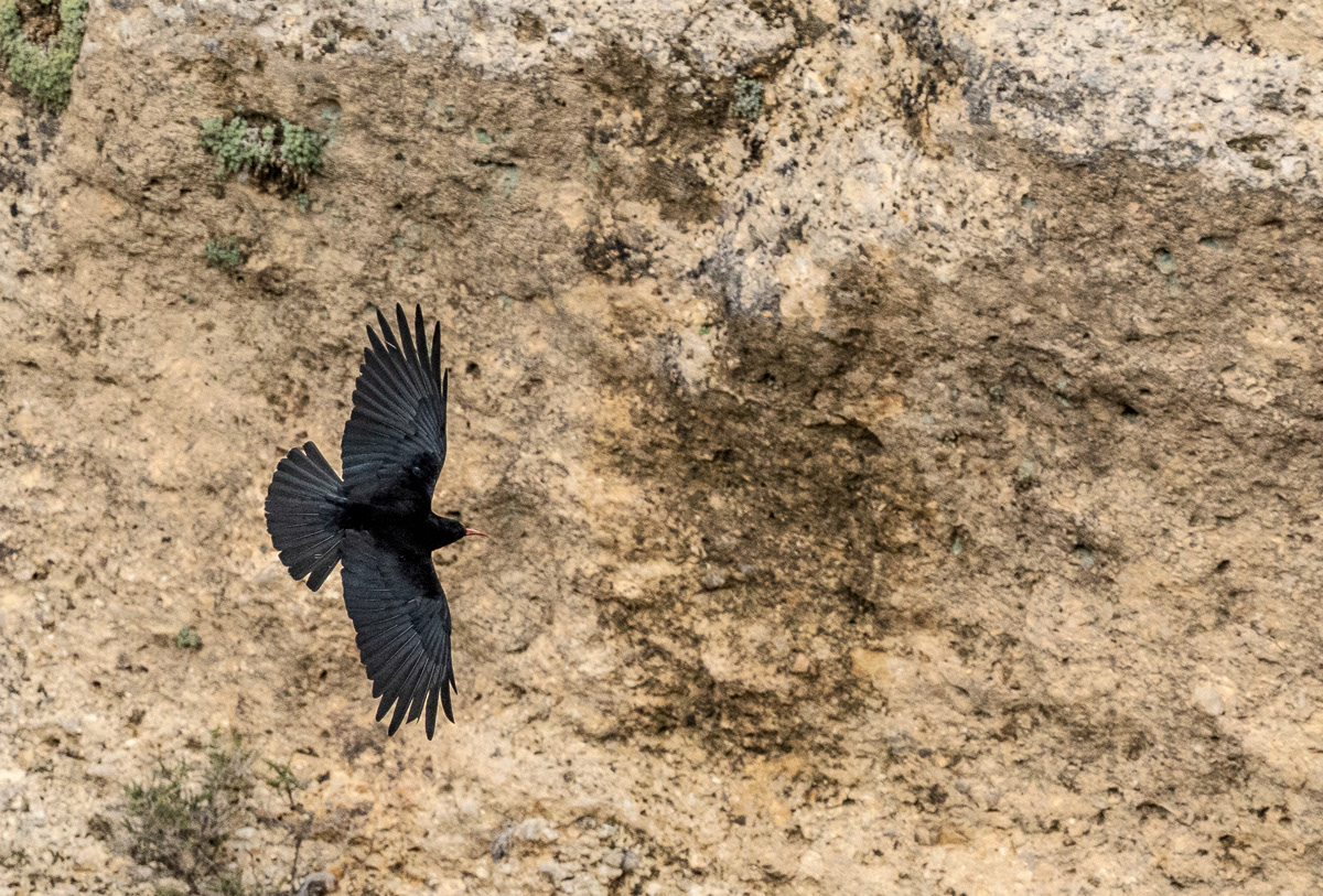 Alppivaris 12.3.25 Ronda, Spain