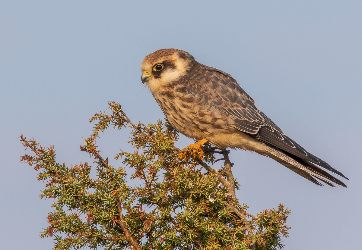 Punajalkahaukka 050919