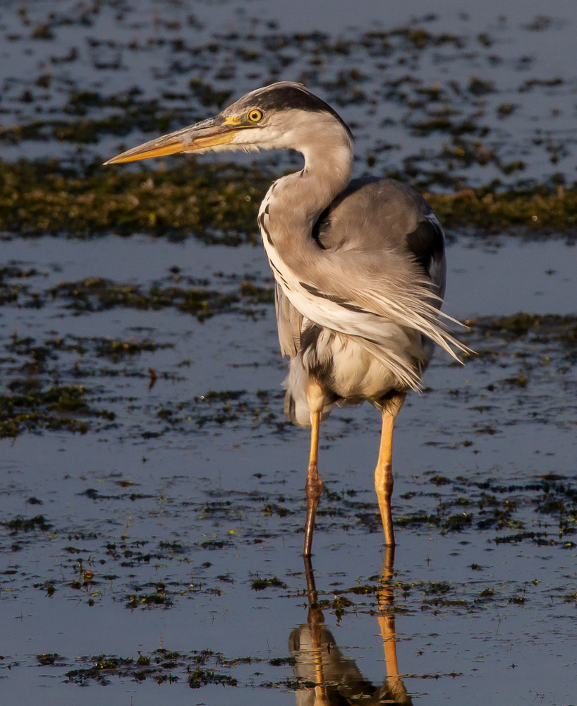 Harmaahaikara (Ardea cinerea) 24.7.2018 Pori, Finland