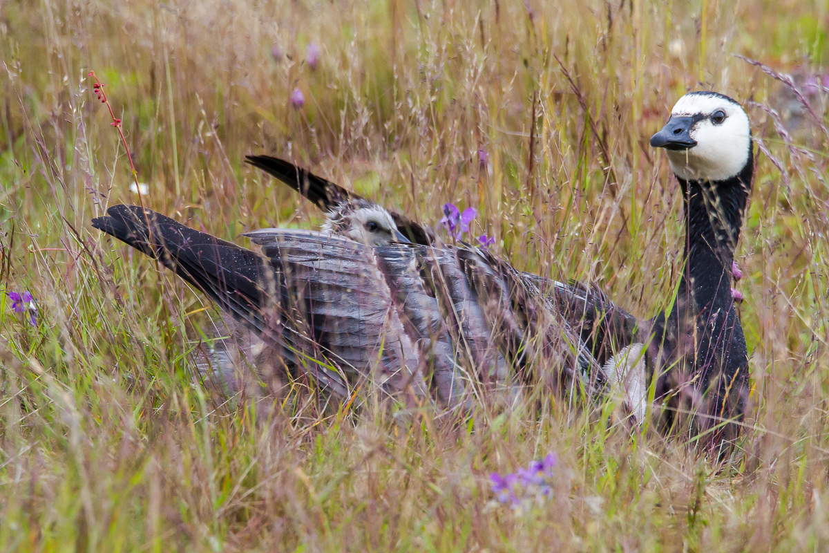 Valkoposkihanhi (Branta leucopsis) Rauma, Finland 24.6.2017