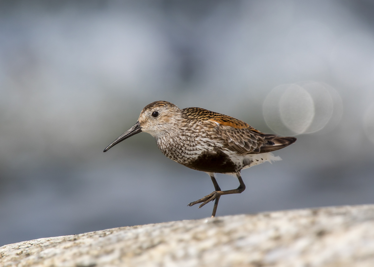Suosirri (Calidris alpina) ad 28.7.2018 Rauma, Finland