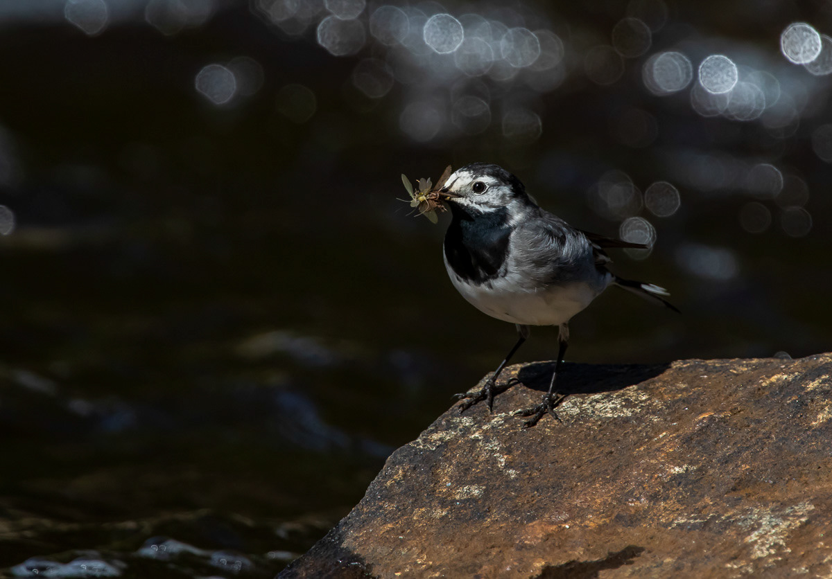 Västäräkki 30.5.2019