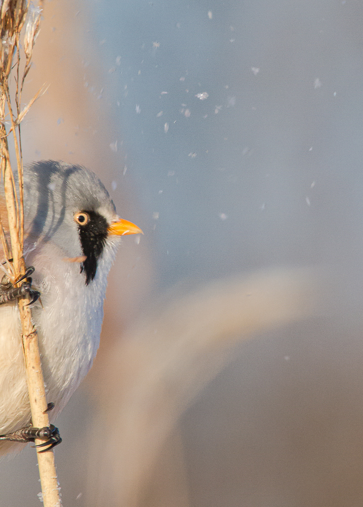 Viiksitimali P. biarmicus Pori, Finland 20.2.2018.