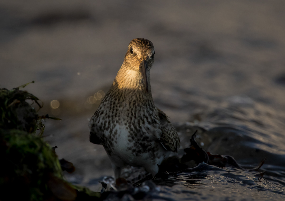 Suosirri juv 6.9.2019 Sörve, Estonia