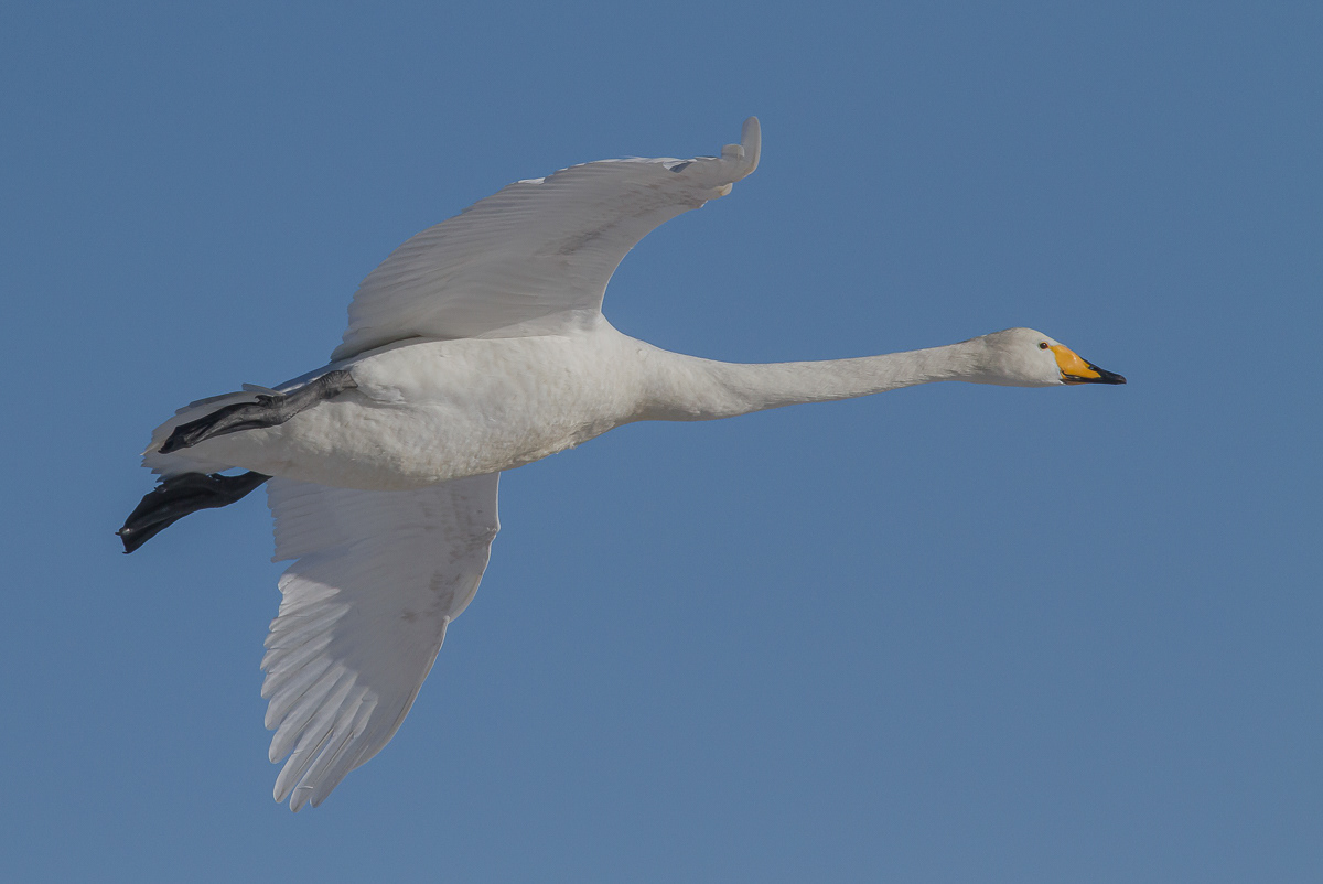 Joutsen C. cygnus 31.3.2018
