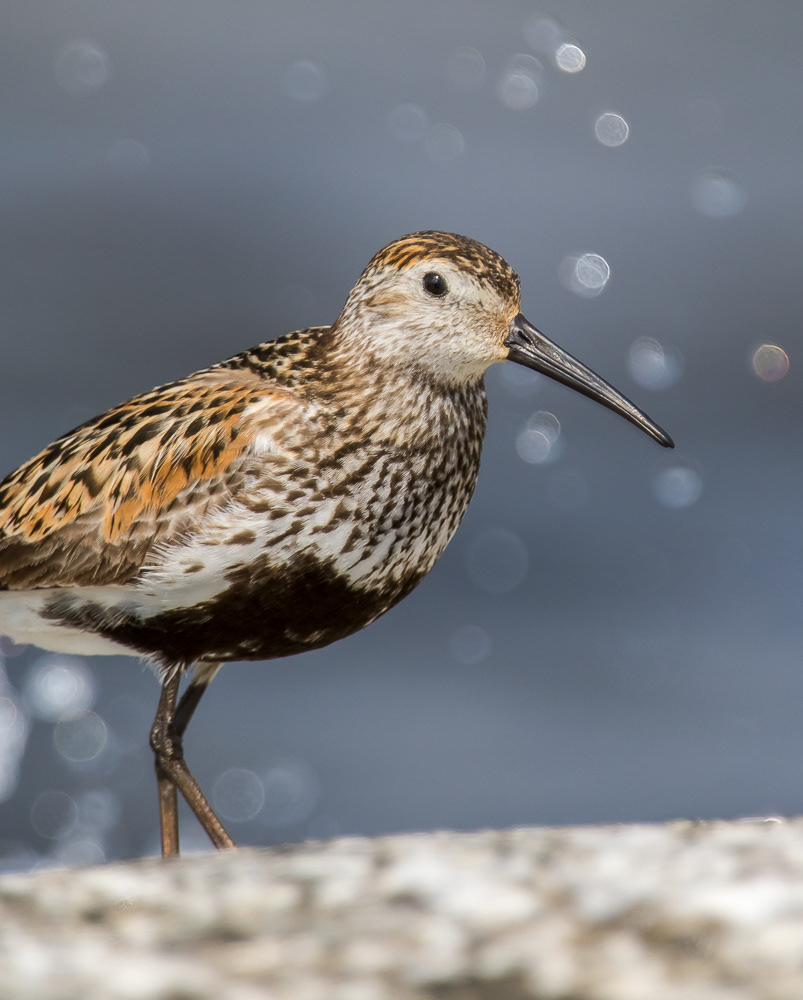 Suosirri (Calidris alpina) ad 28.7.2018 Rauma, Finland