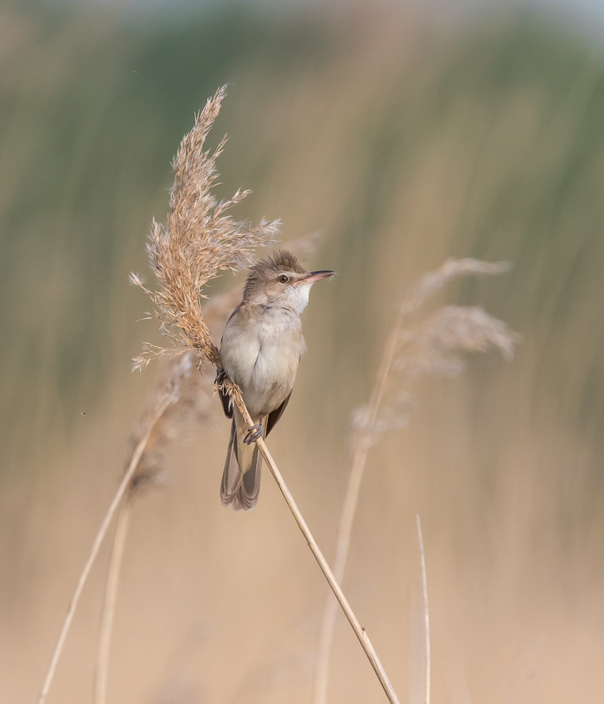 Rastaskerttunen 21.5.2019 Kabli, Estonia
