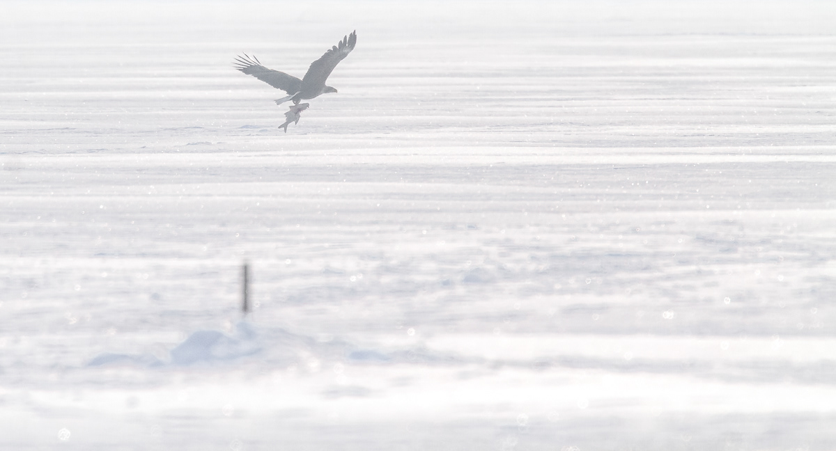 Merikotka on hakenut hukkakalan avannolta 18.2.2018