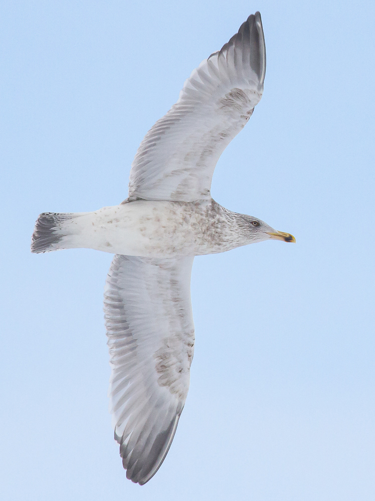 Harmaalokki L. argentatus 1.2.2018. Reposaari, Finland.