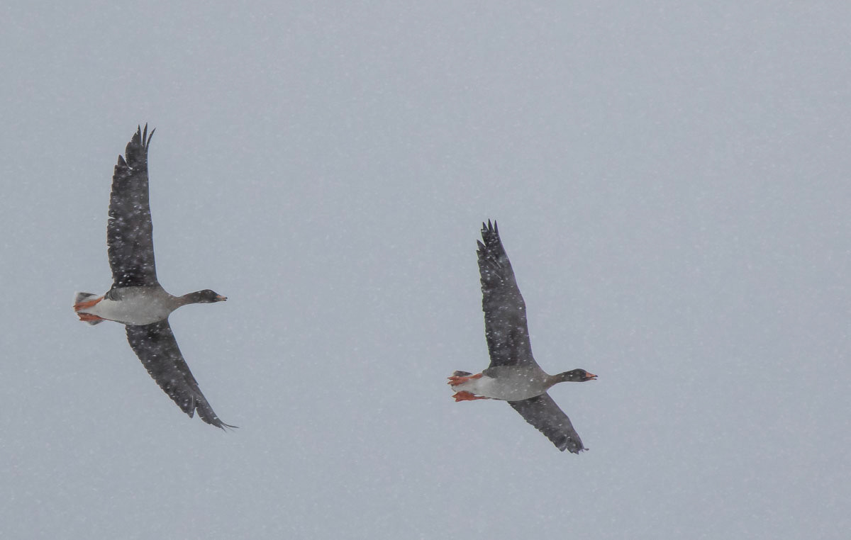 Metsähanhi 20.3.2019