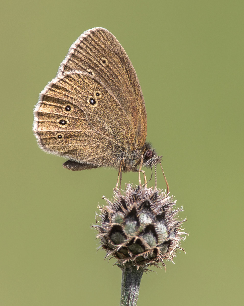 Tesmaperhonen 280620