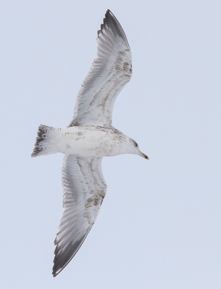 Harmaalokki L. argentatus 1.2.2018