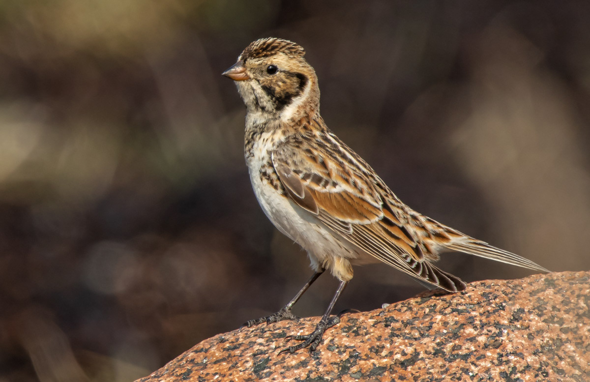Lapinsirkku 25.4.2019