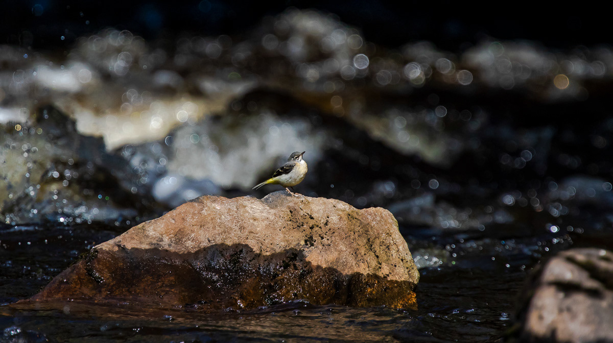 Virtavästäräkki nuori 30.5.2019