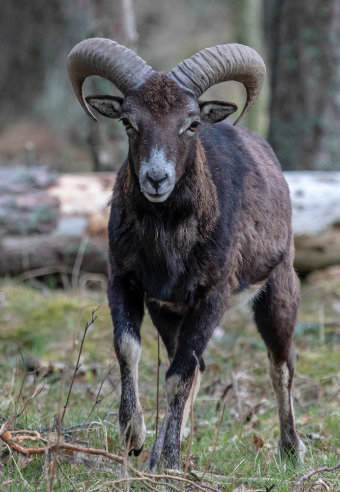 Mufloni 11.5.2019