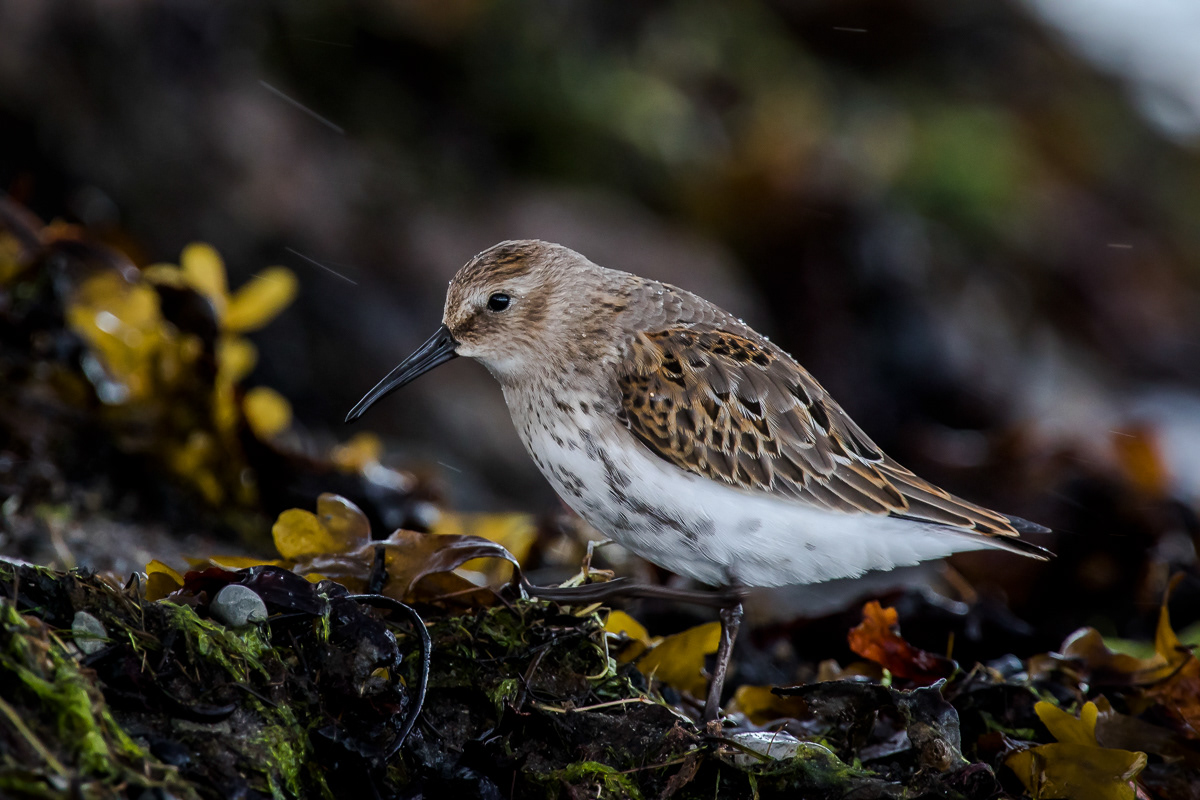 Suosirri juv 6.9.2019 Sörve, Estonia