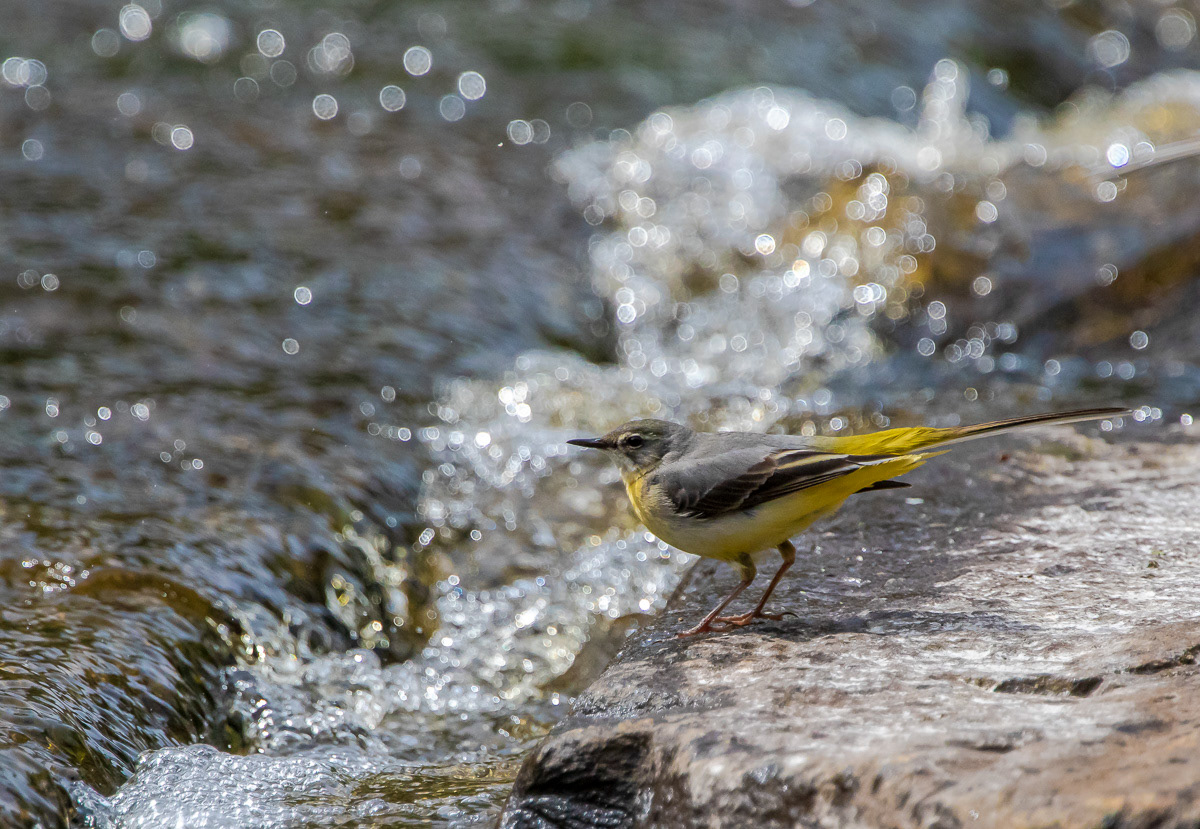 Virtavästäräkki naaras 30.5.2019