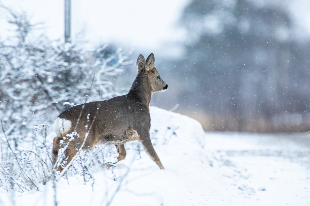 Metsäkauris 23.1.2019