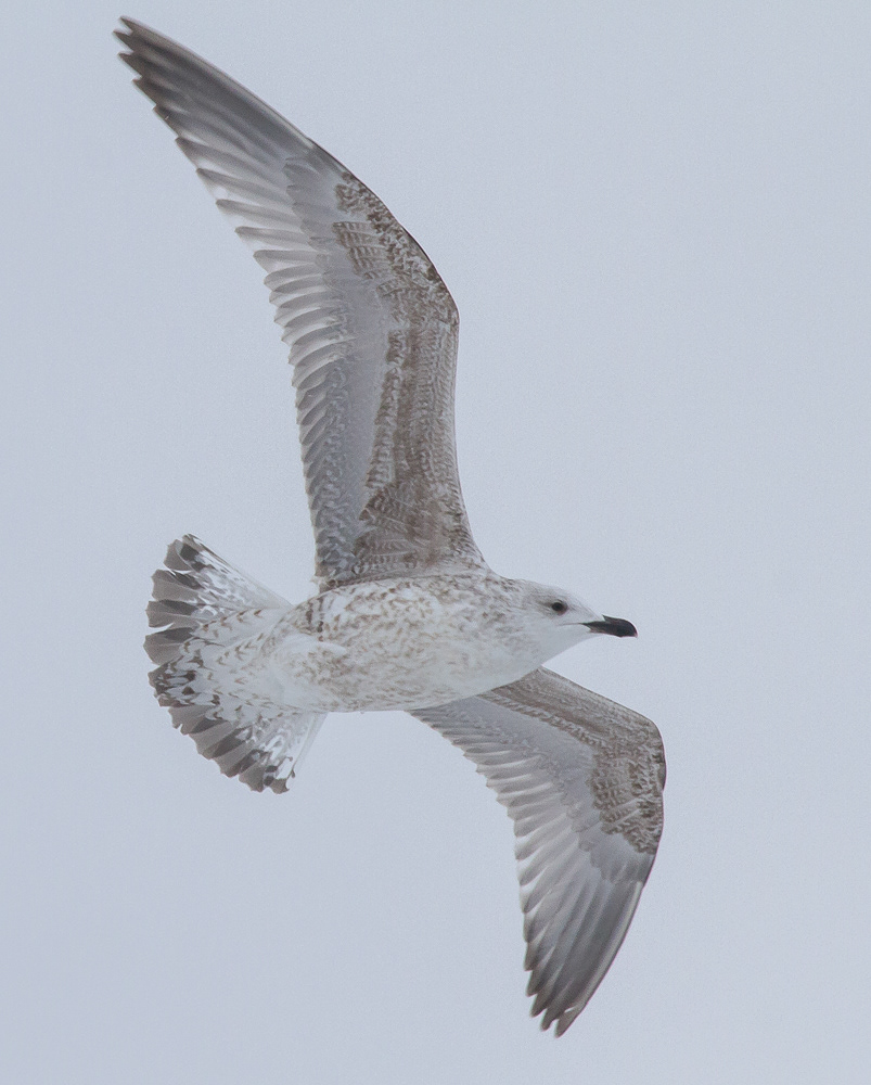 Harmaalokki L. argentatus 1.2.2018