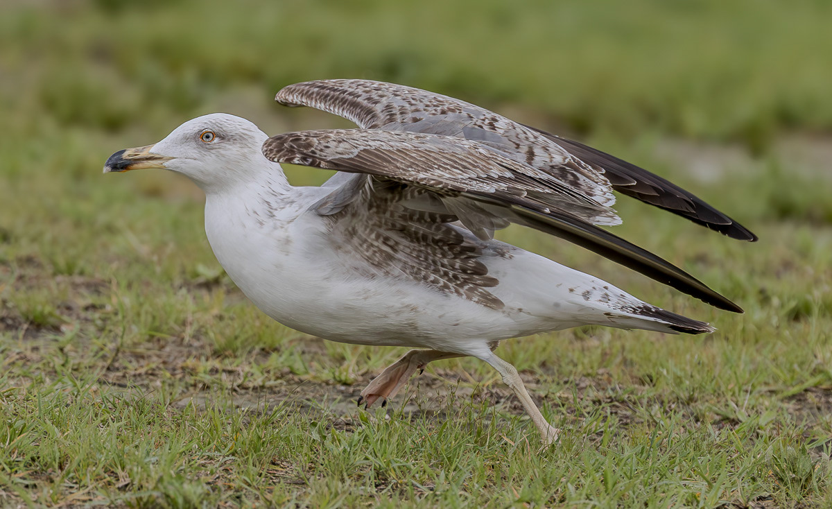 Etelänharmaalokki L. michaellis 060325
