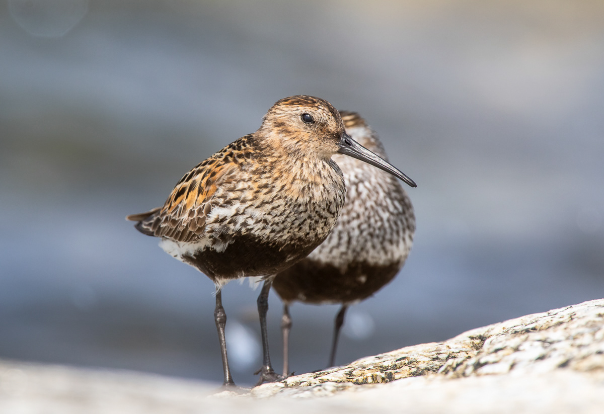 Suosirri (Calidris alpina) ad Rauma, Finland 28.7.2018