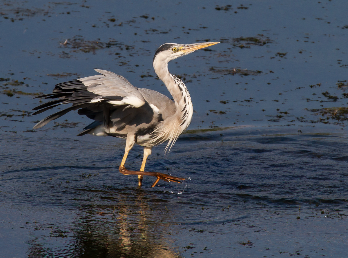 Harmaahaikara (Ardea cinerea) Pori, Finland 17.7.2018