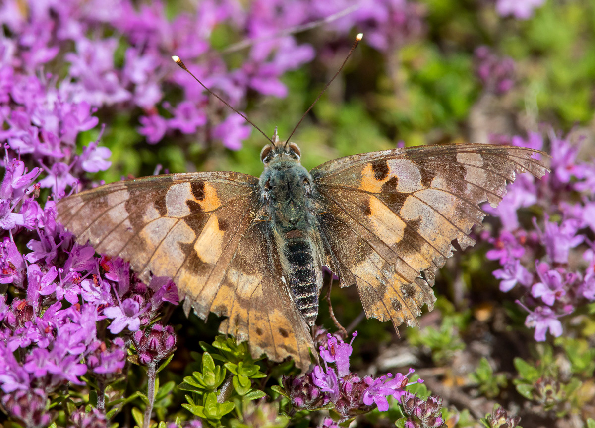 Ohdakeperhonen 2.7.2019