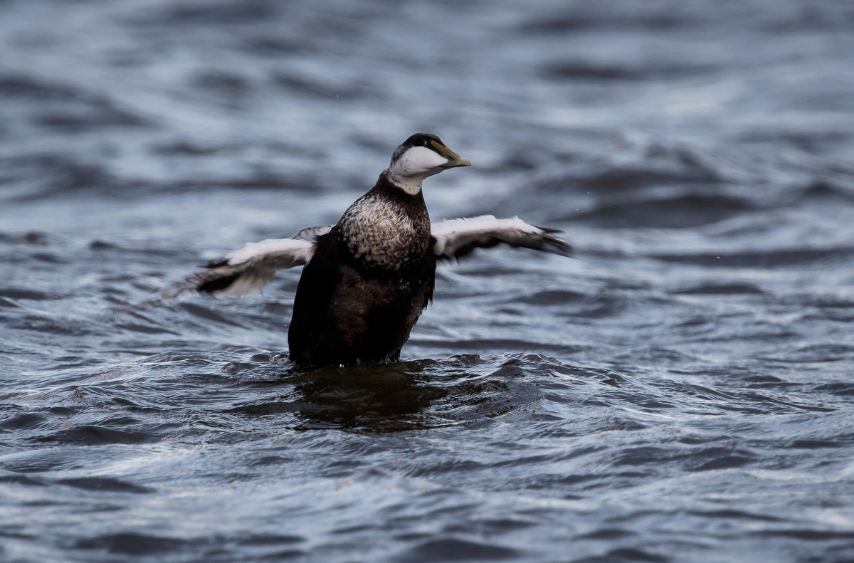 Haahka koiras (Somateria mollissima) Sörve, Estonia 6.9.2019