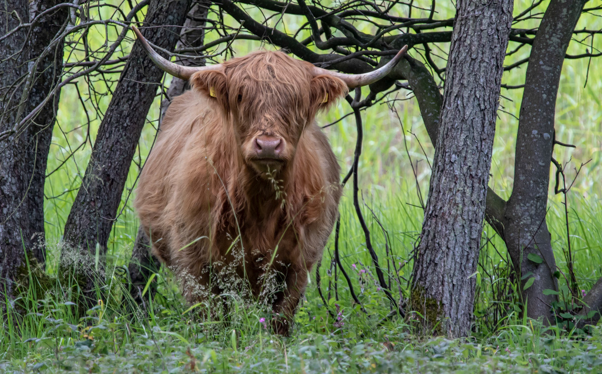 Ylämaankarja 29.6.2019