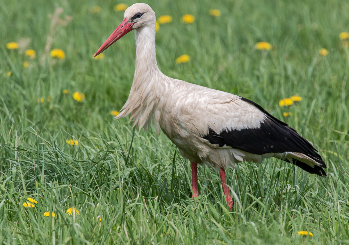 Kattohaikara 20.5.2019