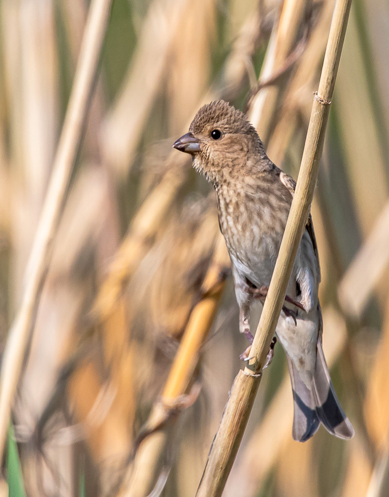 Punavarpunen 22.5.2019